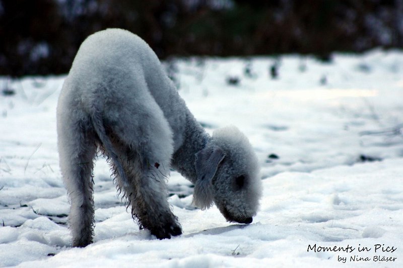 Airis Blue Volshebny Svet 2009-12-26 (23).JPG